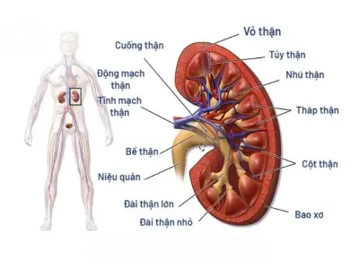 Cơ quan nào thực hiện chức năng lọc máu chính?