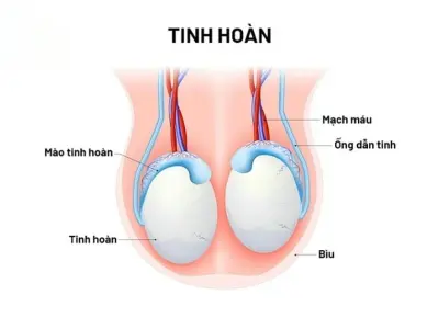 Cơ quan nào của nam giới sản sinh ra tinh trùng?
