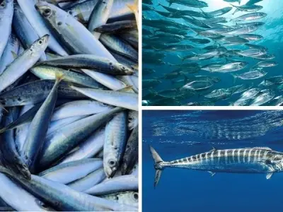 Khám phá động vật nào bơi nhanh nhất đại dương hiện nay