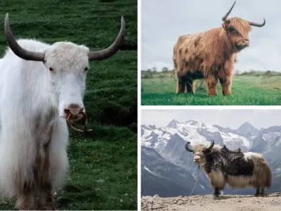 Giải đáp câu hỏi động vật nào có bộ lông dài nhất hành tinh