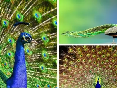 Động vật nào có bộ lông sặc sỡ nhất trong thế giới hoang dã