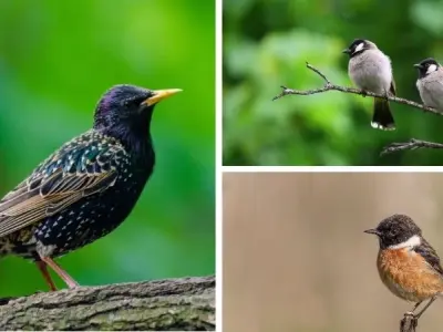 Động vật nào có cấu trúc xương độc đáo nhất trong tự nhiên