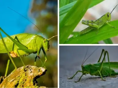Giải đáp câu hỏi động vật nào có khả năng nhảy xa nhất