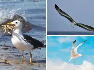 Động vật nào có sải cánh dài nhất bay được hàng nghìn km