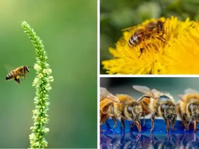 Động vật nào giúp thụ phấn cho cây trong rừng rậm