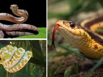 Động vật nào không cần ăn trong thời gian dài vẫn sống