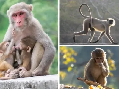 Động vật nào sống ở rừng nhiệt đới có màu sắc sặc sỡ