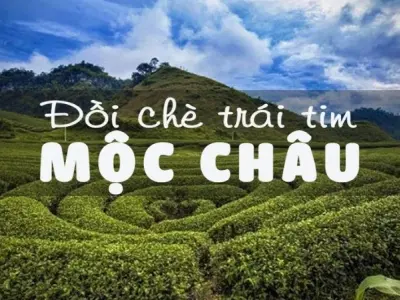 Đồi chè Mộc Châu – Nét đẹp dịu dàng của vùng đất sơn cước