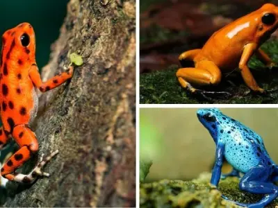 Ếch độc có màu sắc sặc sỡ để làm gì trong tự nhiên hoang dã