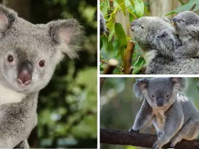 Gấu túi (koala) có phải là gấu theo phân loại khoa học