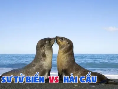 Hải cẩu và sư tử biển khác nhau như thế nào trong di chuyển