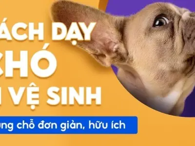 Làm sao để huấn luyện chó đi vệ sinh đúng chỗ hiệu quả
