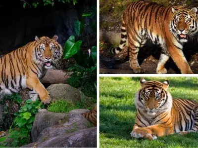 Làm thế nào để bảo tồn hổ Sumatra khỏi nguy cơ tuyệt chủng