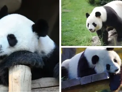 Làm thế nào để bảo vệ gấu trúc khỏi nguy cơ tuyệt chủng