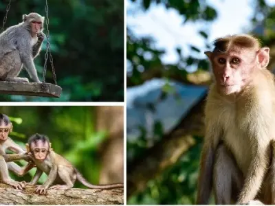 Cùng tìm hiểu làm thế nào để bảo vệ voọc mũi hếch hiệu quả