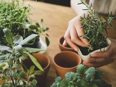 Làm thế nào để chăm sóc cây cảnh trong nhà hiệu quả?