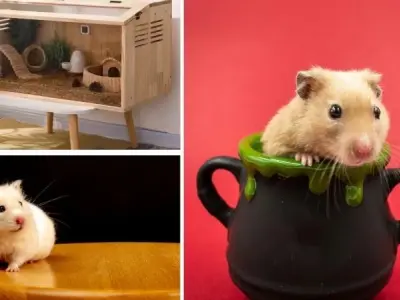 Loài động vật có vú nào nhỏ nhất thế giới bạn biết chưa