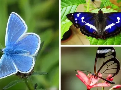 Loài bướm nào đẹp nhất thế giới với màu sắc rực rỡ nhất