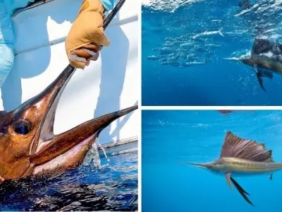 Loài cá nào bơi nhanh nhất với khả năng di chuyển vượt trội