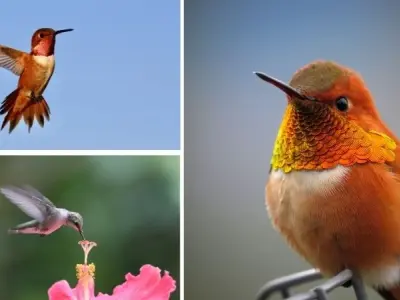 Loài chim nào ăn mật hoa làm nguồn thức ăn chính hằng ngày