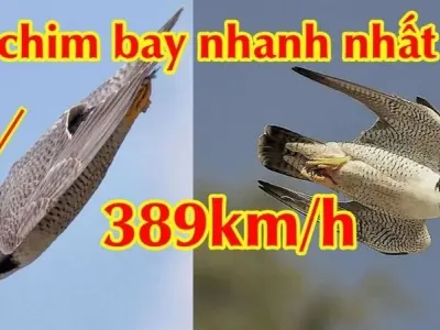 Loài chim nào bay nhanh nhất thế giới theo các nghiên cứu