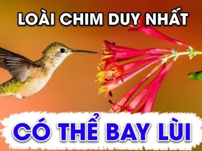 Loài chim nào có thể bay lùi và bí mật chuyển động ngược
