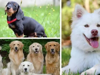 Loài chó nào được coi là bạn thân nhất của con người?