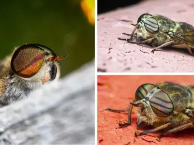 Loài côn trùng nào bay nhanh nhất khi săn mồi tốc độ cao