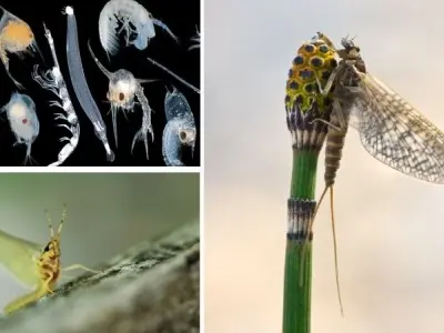 Loài côn trùng nào có vòng đời ngắn nhất trong tự nhiên