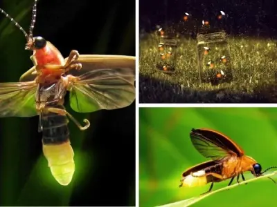 Loài côn trùng nào phát sáng vào ban đêm trong tự nhiên