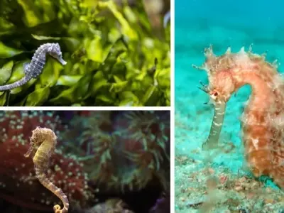 Loài động vật nào có cách sinh sản độc đáo nhất thế giới