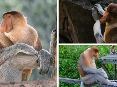 Loài động vật nào có chiếc mũi dài nhất trong tự nhiên
