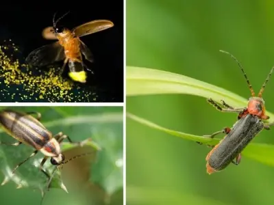 Loài động vật nào có khả năng phát sáng trong bóng tối