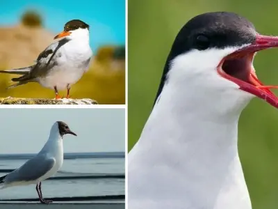 Loài động vật nào di cư xa nhất có hành trình ngoạn mục