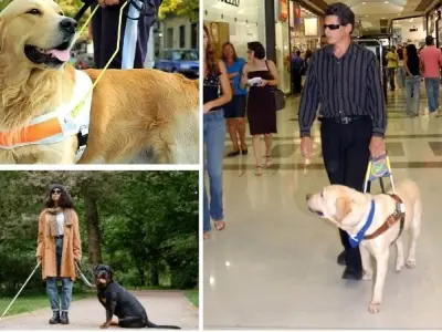 Loài động vật nào hỗ trợ người mù với khả năng dẫn đường