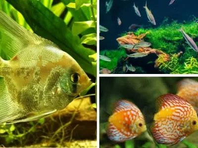 Loài động vật nào làm sạch môi trường nước hiệu quả
