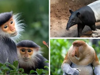 Loài động vật nào nằm trong danh sách nguy cấp nhất châu Á