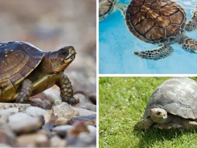 Giải đáp thắc mắc loài động vật nào sống lâu nhất hiện nay