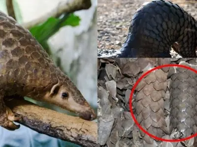 Cùng tìm hiểu loài động vật nào trong sách đỏ Việt Nam