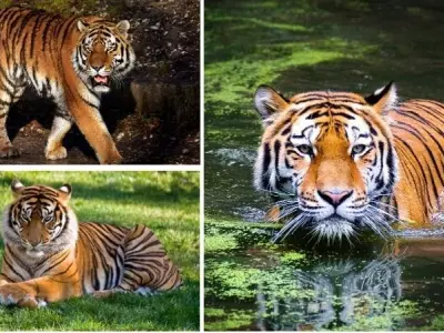 Khám phá chi tiết loài hổ nào lớn nhất thế giới hoang dã