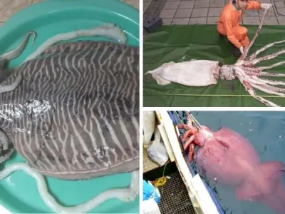 Loài mực nào lớn nhất thế giới sống ở đâu dưới đại dương