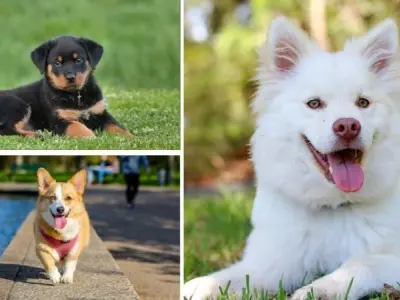 Những giống chó dễ nuôi nhất là gì và cách chăm sóc cơ bản
