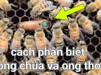 Ong chúa sống bao lâu so với ong thợ trong mùa sinh sản