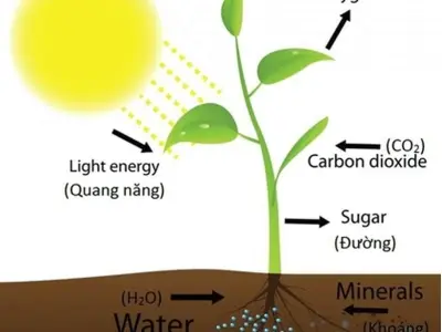 Quá trình quang hợp cần những chất nào để xảy ra?