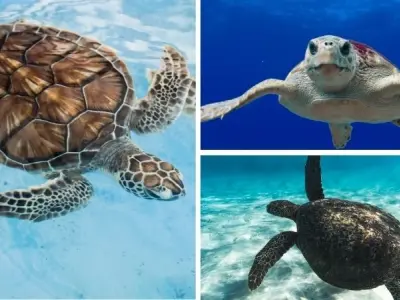 Rùa biển sống được bao lâu nếu không bị săn bắt trái phép