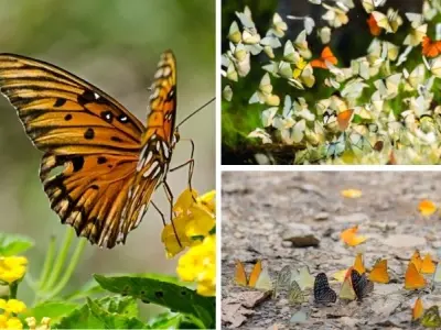 Tại sao bướm lại có hoa văn trên cánh khi trưởng thành