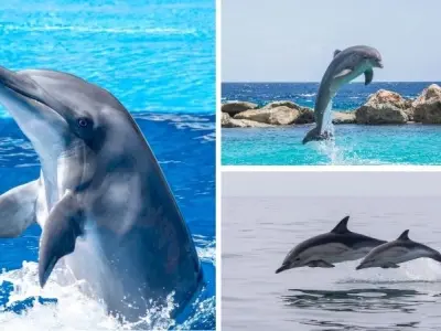 Tại sao cá heo được coi là loài động vật thông minh nhất