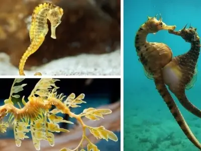 Tại sao cá ngựa đực mang thai trong thế giới tự nhiên