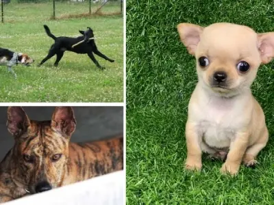 Tại sao chó được tôn vinh trong văn hóa Việt Nam cổ đại