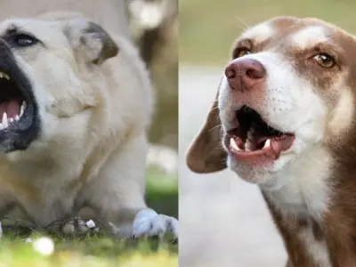 Tìm hiểu tại sao chó hay sủa khi gặp người lạ đến gần nhà